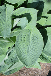 Big Daddy Hosta (Hosta 'Big Daddy') at The Mustard Seed
