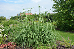 Ravenna Grass (Saccharum ravennae) at The Mustard Seed