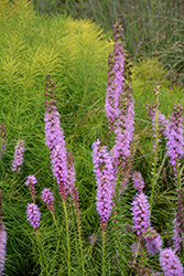 Floristan Violet Blazing Star (Liatris spicata 'Floristan Violet') at The Mustard Seed