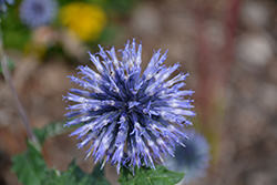 Blue Glow Globe Thistle (Echinops bannaticus 'Blue Glow') at The Mustard Seed