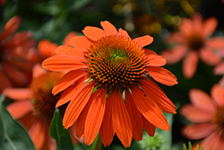 Sombrero Adobe Orange Coneflower (Echinacea 'Balsomador') at The Mustard Seed