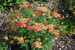 Strawberry Seduction Yarrow (Achillea millefolium 'Strawberry Seduction') at The Mustard Seed