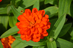 Profusion Double Fire Zinnia (Zinnia 'Profusion Double Fire') at The Mustard Seed
