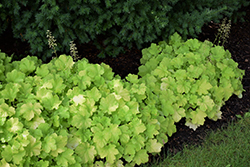 Citronelle Coral Bells (Heuchera 'Citronelle') at The Mustard Seed