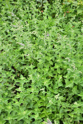 Spearmint (Mentha spicata) at The Mustard Seed