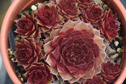 Red Rubin Hens And Chicks (Sempervivum 'Red Rubin') at The Mustard Seed