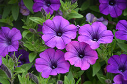 Supertunia Indigo Charm Petunia (Petunia 'Supertunia Indigo Charm') at The Mustard Seed