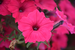 Supertunia Vista Fuchsia Petunia (Petunia 'Supertunia Vista Fuchsia') at The Mustard Seed