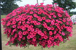 Supertunia Vista Fuchsia Petunia (Petunia 'Supertunia Vista Fuchsia') at The Mustard Seed