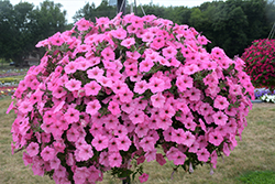 Supertunia Vista Bubblegum Petunia (Petunia 'Supertunia Vista Bubblegum') at The Mustard Seed