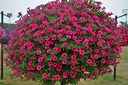 Supertunia Sangria Charm Petunia (Petunia 'Supertunia Sangria Charm') at The Mustard Seed