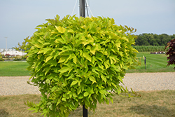 Sweet Caroline Light Green Sweet Potato Vine (Ipomoea batatas 'Sweet Caroline Light Green') at The Mustard Seed