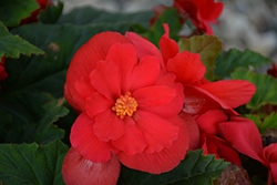 Nonstop Red Begonia (Begonia 'Nonstop Red') at The Mustard Seed