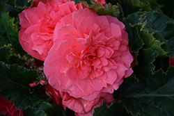 Nonstop Pink Begonia (Begonia 'Nonstop Pink') at The Mustard Seed