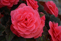 Nonstop Mocca Pink Shades Begonia (Begonia 'Nonstop Mocca Pink Shades') at The Mustard Seed