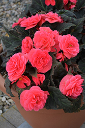 Nonstop Mocca Pink Shades Begonia (Begonia 'Nonstop Mocca Pink Shades') at The Mustard Seed