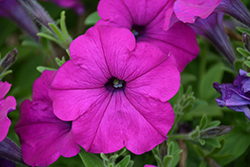 Easy Wave Violet Petunia (Petunia 'Easy Wave Violet') at The Mustard Seed