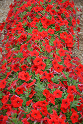 Easy Wave Red Petunia (Petunia 'Easy Wave Red') at The Mustard Seed