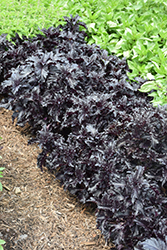 Purple Ruffles Basil (Ocimum basilicum 'Purple Ruffles') at The Mustard Seed