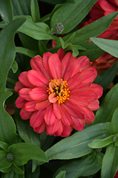Profusion Double Deep Salmon Zinnia (Zinnia 'Profusion Double Deep Salmon') at The Mustard Seed