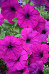 Easy Wave Violet Petunia (Petunia 'Easy Wave Violet') at The Mustard Seed