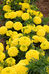 Marvel Yellow Marigold (Tagetes erecta 'PAS1167') at The Mustard Seed