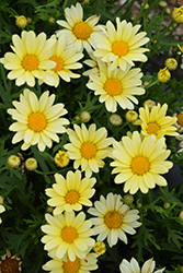 Vanilla Butterfly Marguerite Daisy (Argyranthemum frutescens 'G15104') at The Mustard Seed