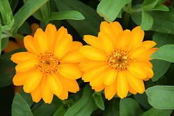 Profusion Double Golden Zinnia (Zinnia 'Profusion Double Golden') at The Mustard Seed