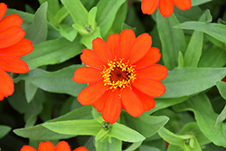 Profusion Fire Zinnia (Zinnia 'Profusion Fire') at The Mustard Seed