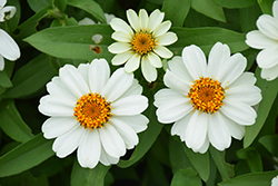 Profusion White Zinnia (Zinnia 'Profusion White') at The Mustard Seed