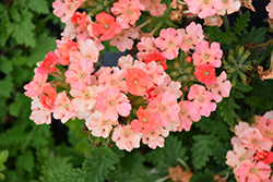Superbena Royale Peachy Keen Verbena (Verbena 'Superbena Royale Peachy Keen') at The Mustard Seed