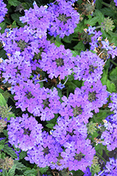 Superbena Royale Chambray Verbena (Verbena 'Superbena Royale Chambray') at The Mustard Seed