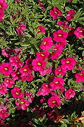 Aloha Tiki Neon Calibrachoa (Calibrachoa 'Aloha Tiki Neon') at The Mustard Seed