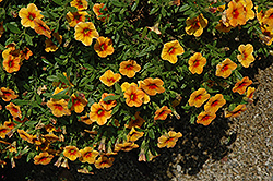 Aloha Tiki Mango Calibrachoa (Calibrachoa 'Aloha Tiki Mango') at The Mustard Seed