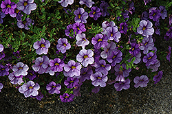 Aloha Blue Sky Calibrachoa (Calibrachoa 'Aloha Blue Sky') at The Mustard Seed