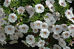 Aloha Royal White Calibrachoa (Calibrachoa 'Aloha Royal White') at The Mustard Seed