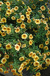 Aloha Volcano Gold Calibrachoa (Calibrachoa 'Aloha Volcano Gold') at The Mustard Seed