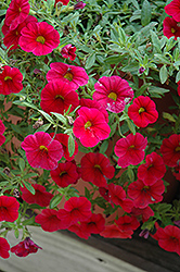 Aloha Cherry Calibrachoa (Calibrachoa 'Aloha Cherry') at The Mustard Seed