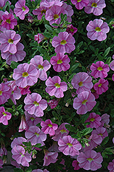 Aloha Kona Soft Pink Calibrachoa (Calibrachoa 'Aloha Kona Soft Pink') at The Mustard Seed