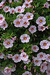 Aloha Kona Tiki Soft Pink Calibrachoa (Calibrachoa 'Aloha Kona Tiki Soft Pink') at The Mustard Seed