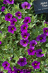 Aloha Kona True Blue Calibrachoa (Calibrachoa 'Aloha Kona True Blue') at The Mustard Seed