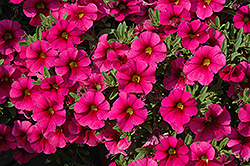 Aloha Kona Neon Calibrachoa (Calibrachoa 'Aloha Kona Neon') at The Mustard Seed