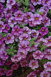 Aloha Purple Sky Calibrachoa (Calibrachoa 'Aloha Purple Sky') at The Mustard Seed