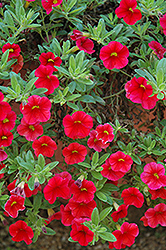 Aloha Red Calibrachoa (Calibrachoa 'Aloha Red') at The Mustard Seed