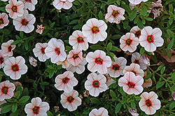 Aloha Tiki Lychee Calibrachoa (Calibrachoa 'Aloha Tiki Lychee') at The Mustard Seed