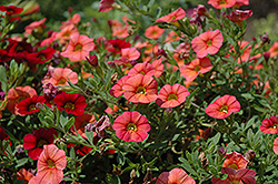 MiniFamous Compact Orange Calibrachoa (Calibrachoa 'MiniFamous Compact Orange') at The Mustard Seed