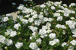 MiniFamous Double White Calibrachoa (Calibrachoa 'MiniFamous Double White') at The Mustard Seed
