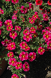 Superbells Cherry Star Calibrachoa (Calibrachoa 'USCAL91001') at The Mustard Seed