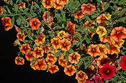 Superbells Spicy Calibrachoa (Calibrachoa 'Superbells Spicy') at The Mustard Seed