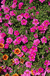 Superbells Pink Calibrachoa (Calibrachoa 'USCALI11') at The Mustard Seed
